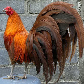 Ayam Philipine